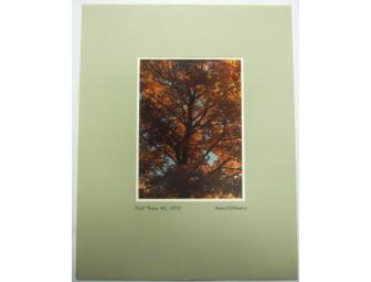 'Fall Tree #3' Matted Photo