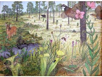 'A Longleaf Pine Savanna/Pocosin in North Carolina' Framed Print