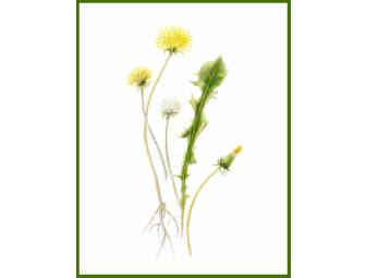 Botanical Print - Choose From 9