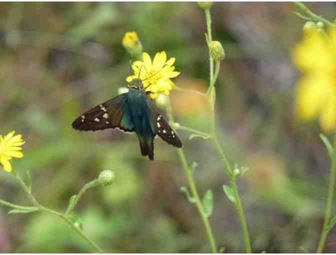 Native Plant Landscaping Consultation (Greensboro)
