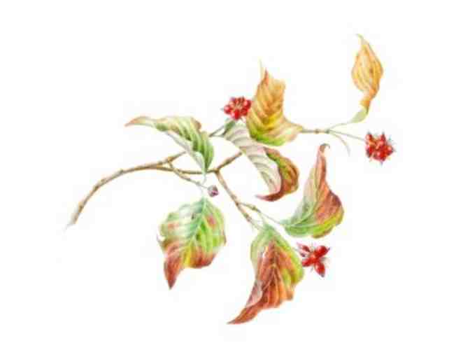 Limited Edition Botanical or Animal Print #1