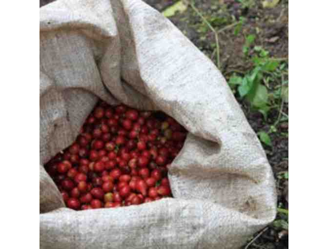 Counter Culture Coffee: 6-Month Single-Origin Subscription #2