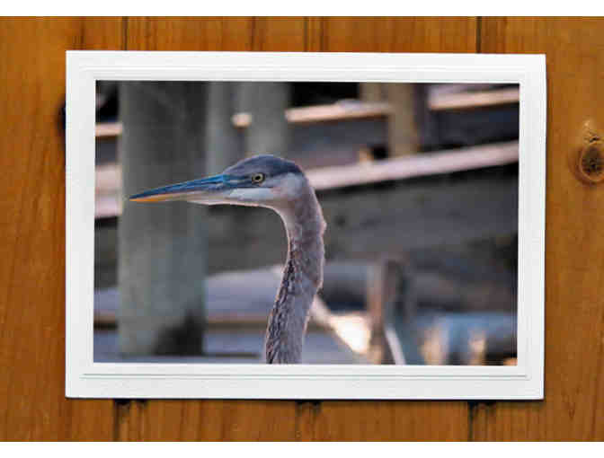 'Blue Heron Beauty' Photograph