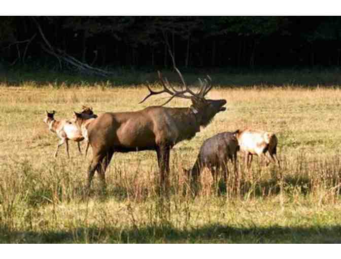 WNC Nature Center Passes and Plush Bobcat