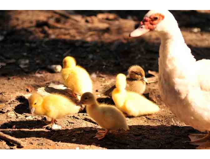 Dinner for 2 at SoCo Farm & Food