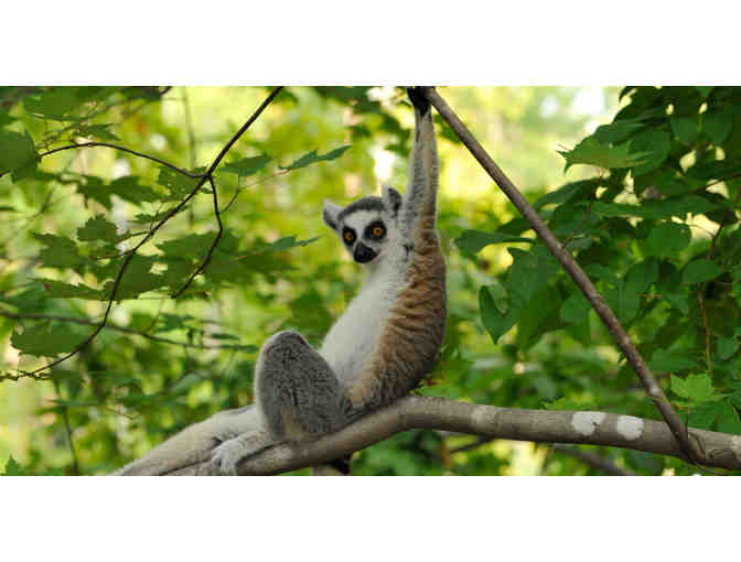 Behind The Scenes Tour of the Duke Lemur Center (Durham)