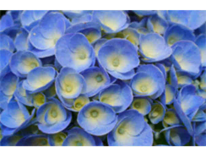 Gardening with Reems Creek Nursery (Weaverville)