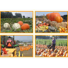 McGrath Brothers Great Pacific Pumpkins
