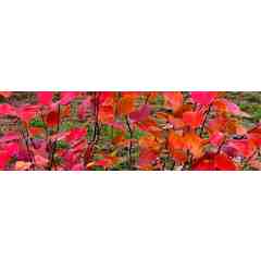 Masters at Work Garden Design, LLC