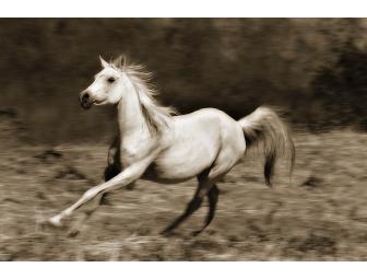 16x20 Print on Canvas