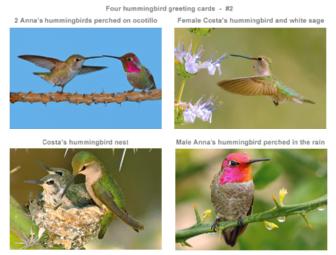Set of 4 Hummingbird Greeting Cards