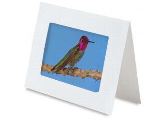 Set of 4 Hummingbird Greeting Cards