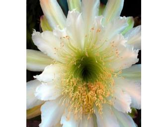 16' x 20' Canvas Art Prints