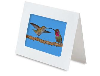 Set of 4 Hummingbird Greeting Cards