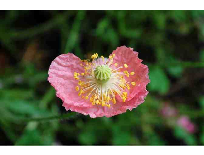 Seed Pills for Guerilla Gardening