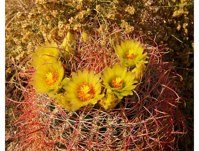 Desert Wildflower Photographs