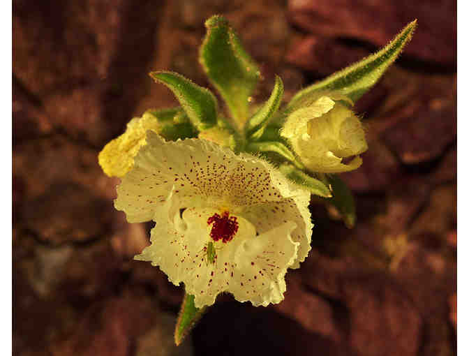 Desert Wildflower Photographs