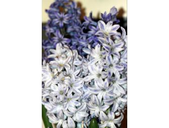 Forced Hyacinth Kit