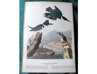 Audubon Print - Kingfisher/Carolina Wren