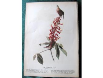 Audubon Print - Kingfisher/Carolina Wren
