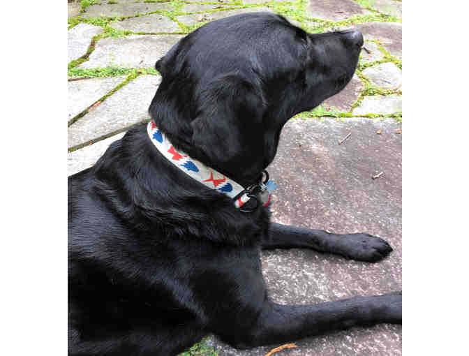 Dog Collar from Pesca Muerta