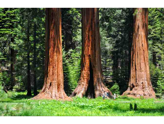 Buckeye Tree Lodge Exclusive Sequoia National Park Experience