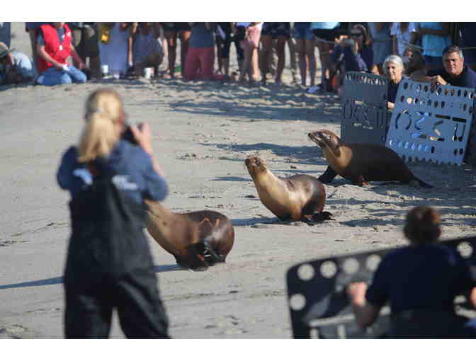 Sea Lion Patient Release and VIP Behind-the-Scenes Tour