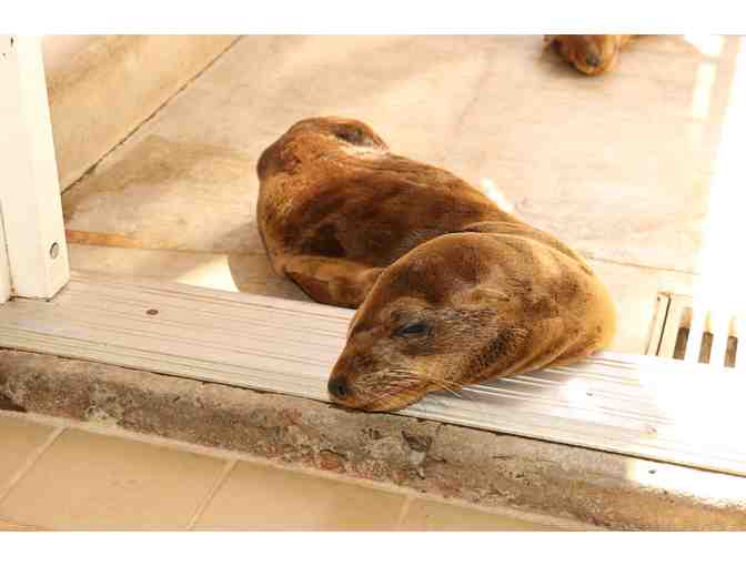 Sea Lion Patient Release and VIP Behind-the-Scenes Tour