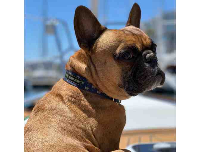 The Valiant Bones Eco-Friendly Dog Collar & Leash