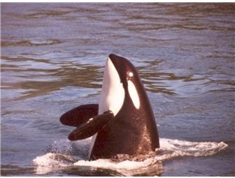 Orcas Island Eclipse Charters: Three(3) Whale Watch Wildlife Trip Tickets w/Gift Basket