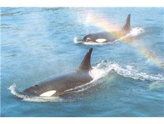 Orcas Island Eclipse Charters: Three(2) Whale Watch Wildlife Trip Tkts w/$25 Store Credit