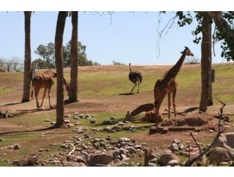 Visit the Phoenix Zoo!