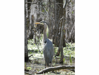 Louisiana Northshore Outdoor Getaway for Two April 15-17, 2011