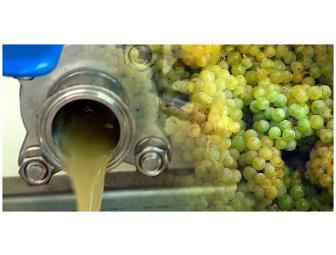 Page Springs Cellars Harvest Festival