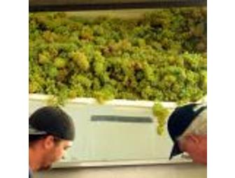 Page Springs Cellars Harvest Festival