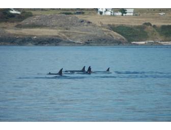 Orca Whale Watching with San Juan Excursions
