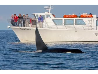 Whale Watching & Wildlife Tour for two (2) with San Juan Safaris