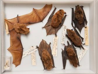 Royal BC Museum Family Pass, Victoria