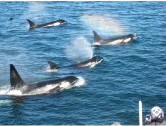 San Juan Adventure Cruise from Bellingham to the San Juans