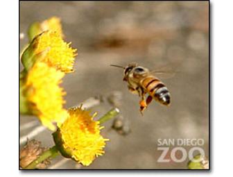 San Diego Zoo: A Pair of San Diego Zoo 1 Day Passes
