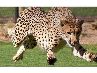 San Diego Safari Park: Cheetah Safari Family Four Pack