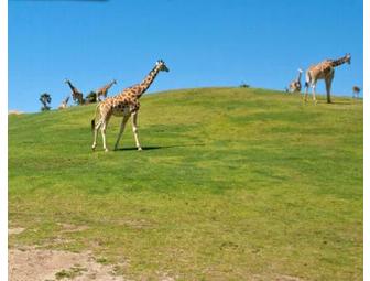 San Diego Safari Park: Family Four Pack of Africa Tram Safari Tickets