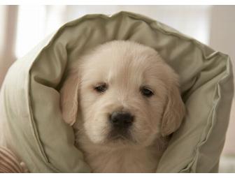 Dog or Cat Neuter Package