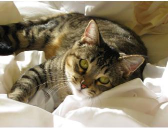 Dog or Cat Spay Package