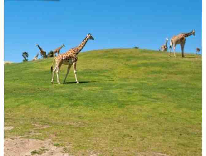 San Diego Safari Park: Family Four Pack for the Safari Park and Caravan Safari