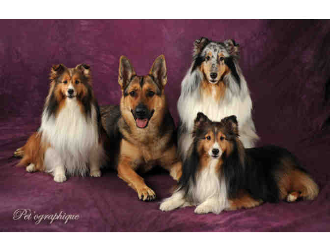 Pet'ographique: Pet + Family Photography Session