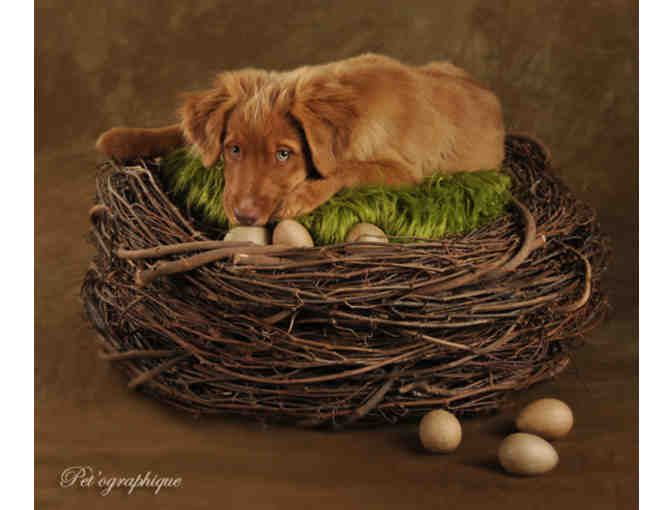 Pet'ographique: Pet + Family Photography Session