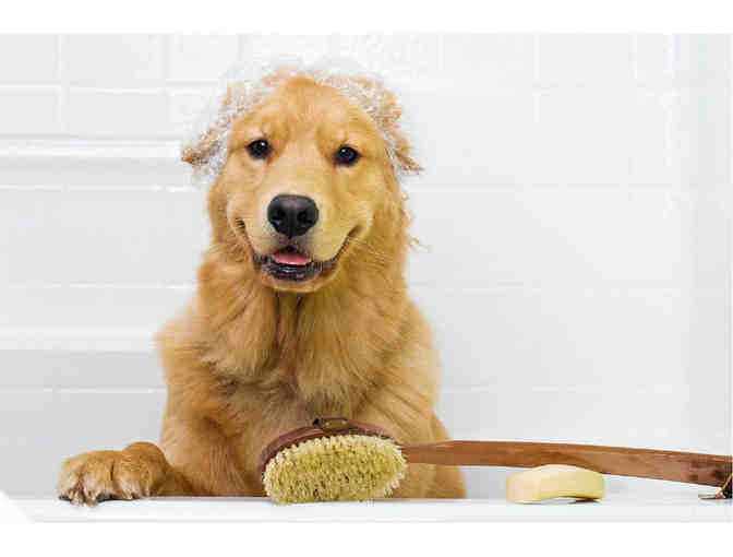 The Soggy Dog: $15 pet self wash
