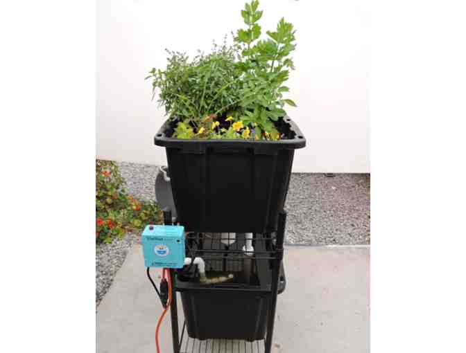 Aftaz Growing Systems: UniStar Aquaponic Growing System