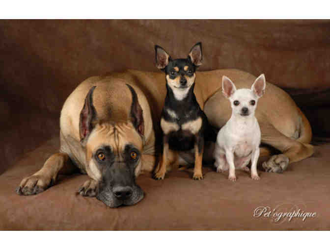 Pet'ographique: A Classic Family and Pet Portrait Session